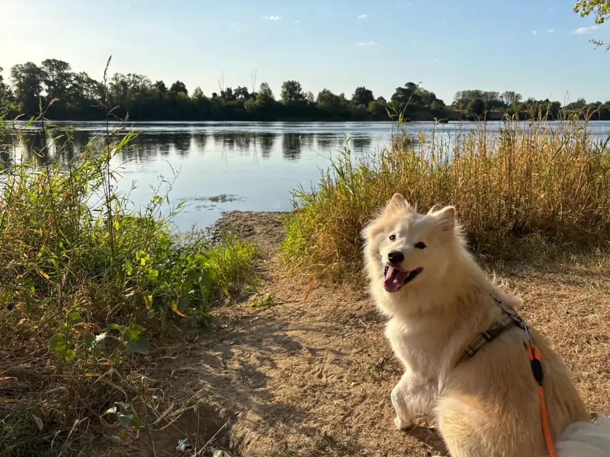Aïko en promenade au bord de l’eau, photo originale de la photothèque Enrichi Dog.